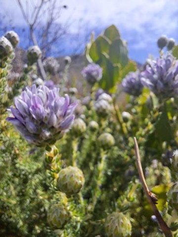 Aspalathus globulosa buds